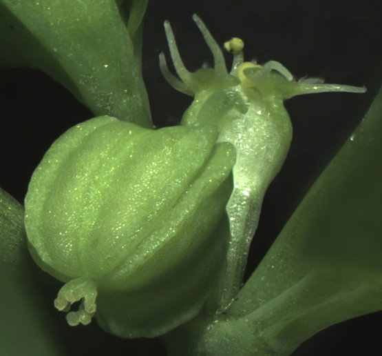 Euphorbia inflorescence